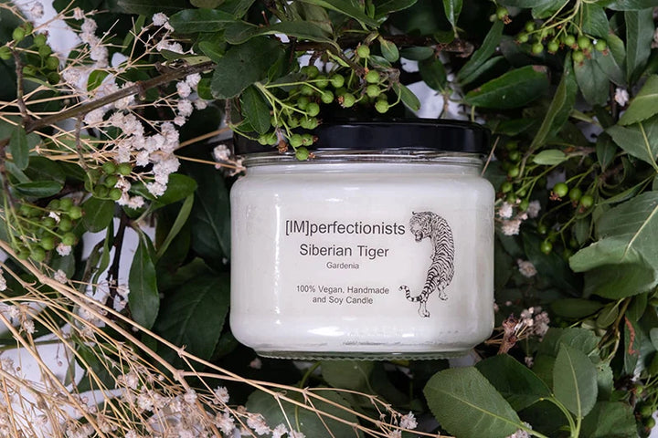 Siberian Tiger Candle Gardenia